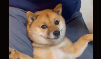 歯磨きジェルをワクワクしながら待つ柴犬に反響「ペロペロしちゃうのかわいい」「いい子に待ってえらい」