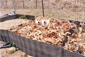 秘湯『落ち葉風呂』につかる柴犬たちが話題に「湯加減を堪能してる顔」「2人で気持ちよさそうですね」