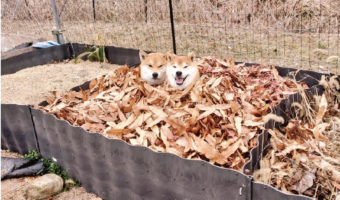 秘湯『落ち葉風呂』につかる柴犬たちが話題に「湯加減を堪能してる顔」「2人で気持ちよさそうですね」