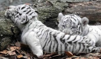 ホワイトタイガーの寝相が天才過ぎる！？「どんな体勢でも眠れる？」「タイガーも液体だったのですね」