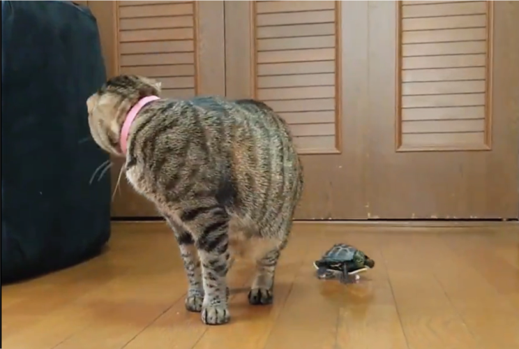 ボードを乗りこなしてネコを追うクサガメが話題に「何度見ても笑えちゃう」「ちゃんと待っててくれる」