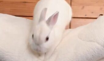 ウサギが布団をフカフカにしてくれている！？よいしょよいしょとおててを動かす姿に「オフトゥンよりもふわふわなおてて」「我が家にも来てほしい」