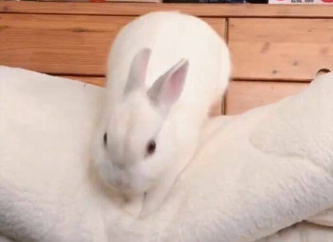 ウサギが布団をフカフカにしてくれている！？よいしょよいしょとおててを動かす姿に「オフトゥンよりもふわふわなおてて」「我が家にも来てほしい」