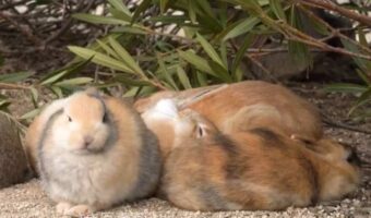 集まっていたウサギたちの中に割り込んで来たもう一羽。大胆なウサギの行動に反響「無反応な周りのうさぎさんたち」「許されてる！尊い！」