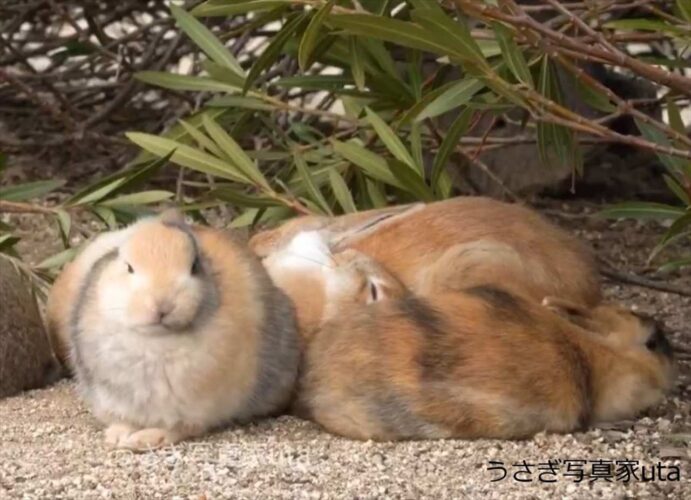 集まっていたウサギたちの中に割り込んで来たもう一羽。大胆なウサギの行動に反響「無反応な周りのうさぎさんたち」「許されてる！尊い！」