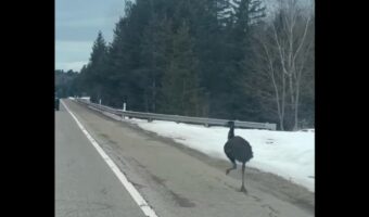 ハイウェイを走るのは車だけ・・ではない?軽快な足取りで駆けているのはエミューだ!!【アメリカ・動画】