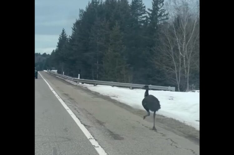 ハイウェイを走るのは車だけ・・ではない？軽快な足取りで駆けているのはエミューだ！！【アメリカ・動画】