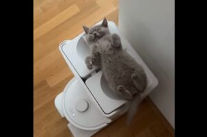 いいお昼寝スポットを見つけたネコ。ヘソ天で寝ているその場所は・・「ある家電」の上だった！？