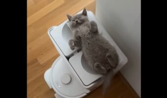 いいお昼寝スポットを見つけたネコ。ヘソ天で寝ているその場所は・・「ある家電」の上だった!?