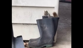 大事なナッツの保管場所。リスがごちそうをせっせと運び込む先は・・長靴の中！？【海外・動画】