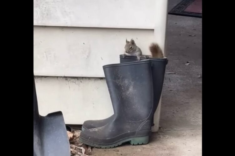 大事なナッツの保管場所。リスがごちそうをせっせと運び込む先は・・長靴の中！？【海外・動画】