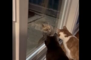 「誰か来たね」窓辺でザワつくネコたち。窓の外までやって来たお客さんもネコたちを見てビックリ！？【アメリカ・動画】