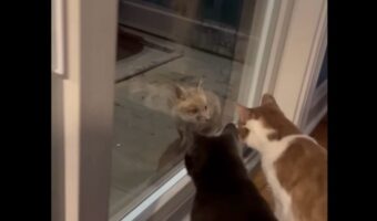 「誰か来たね」窓辺でザワつくネコたち。窓の外までやって来たお客さんもネコたちを見てビックリ！？【アメリカ・動画】