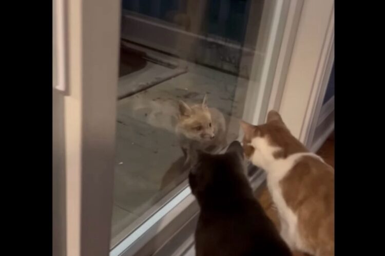 「誰か来たね」窓辺でザワつくネコたち。窓の外までやって来たお客さんもネコたちを見てビックリ！？【アメリカ・動画】