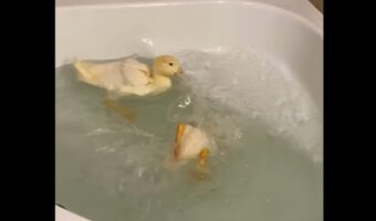 泳いだり潜ったり。バスタブで元気いっぱい水遊びをするアヒルたち【アメリカ・動画】