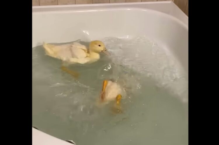 泳いだり潜ったり。バスタブで元気いっぱい水遊びをするアヒルたち【アメリカ・動画】