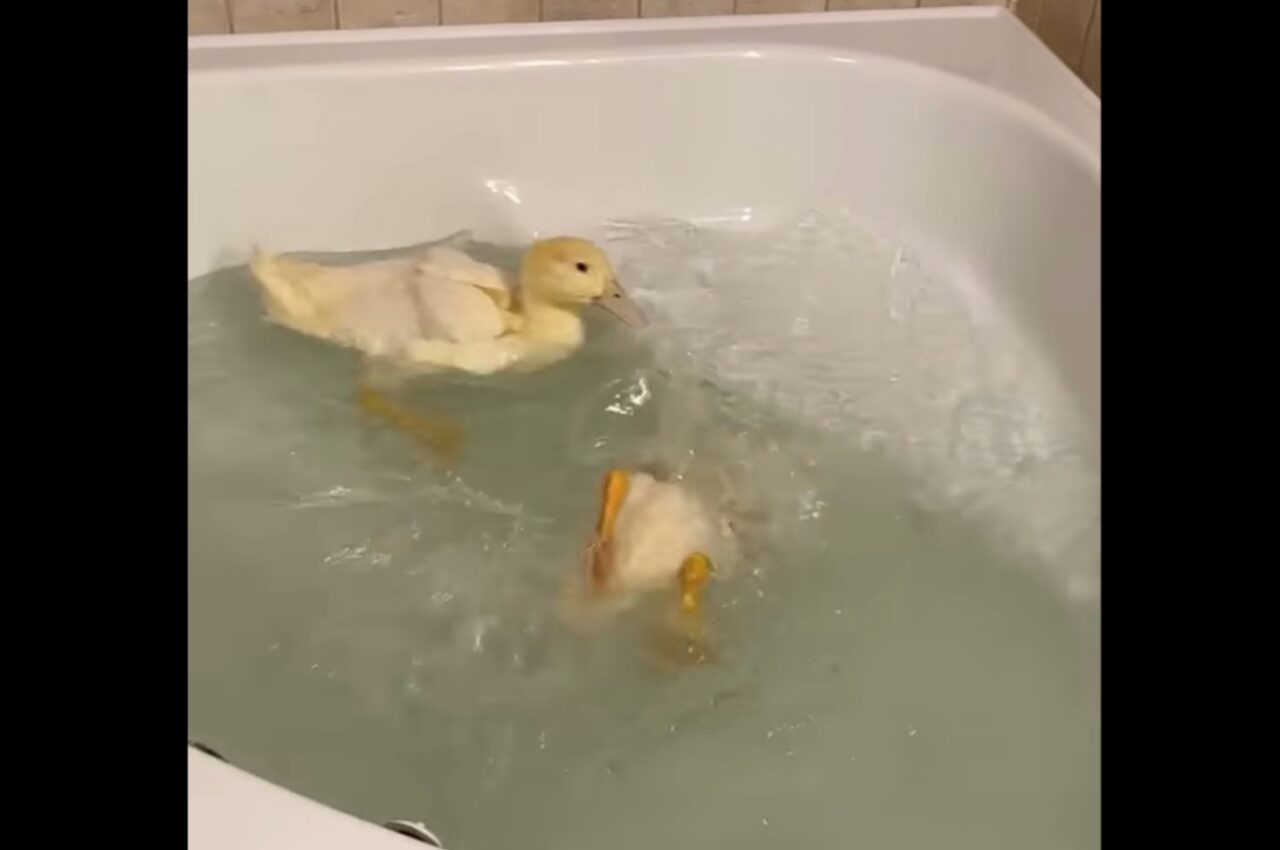 泳いだり潜ったり。バスタブで元気いっぱい水遊びをするアヒルたち【アメリカ・動画】
