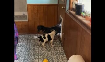 ペットドアをくぐれない子犬。先住犬がお手本を見せてくれても・・困惑している？【アメリカ・動画】
