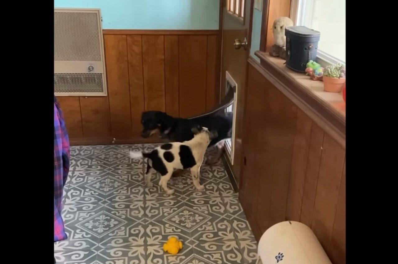 ペットドアをくぐれない子犬。先住犬がお手本を見せてくれても・・困惑している?【アメリカ・動画】
