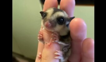 親指サイズの小さなこの子は・・。フクロモモンガの赤ちゃんがかわいすぎる!!【海外・動画】