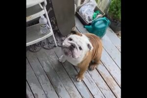 スケートボードで遊びたいとアピールするブルドッグ。竜巻のようにその場をクルクル！！【アメリカ・動画】