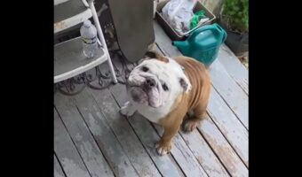 スケートボードで遊びたいとアピールするブルドッグ。竜巻のようにその場をクルクル！！【アメリカ・動画】