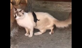 そこはママの背中じゃないよ！オポッサムの赤ちゃんがしがみつくのはネコの背中！？【海外・動画】