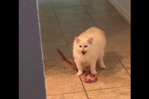 おさんぽに連れていって！リードをくわえて催促するネコが最高にかわいい！【アメリカ・動画】