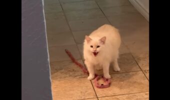 おさんぽに連れていって！リードをくわえて催促するネコが最高にかわいい！【アメリカ・動画】