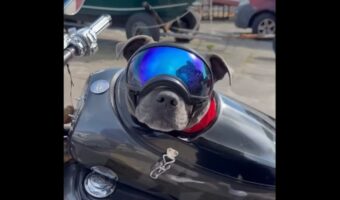 特等席に颯爽と飛び乗って・・!タンデムシートで準備万端、出発を待つイヌがかわいいしカッコいい!【海外・動画】