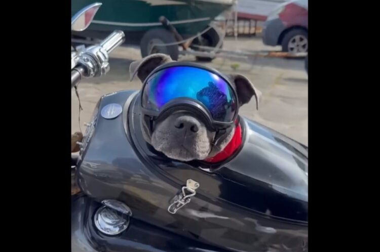 特等席に颯爽と飛び乗って・・！タンデムシートで準備万端、出発を待つイヌがかわいいしカッコいい！【海外・動画】