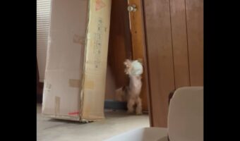 愛犬にオムツを履かせたら・・逆立ちで部屋の中を走り出した!?【アメリカ・動画】