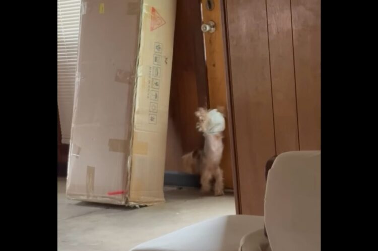 愛犬にオムツを履かせたら・・逆立ちで部屋の中を走り出した！？【アメリカ・動画】