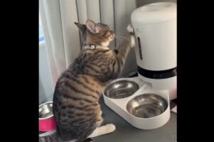 ごはんごはんごはんごはん～！ネコが猛アピールする相手は・・自動給餌器！？【アメリカ・動画】