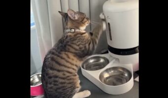 ごはんごはんごはんごはん～！ネコが猛アピールする相手は・・自動給餌器！？【アメリカ・動画】