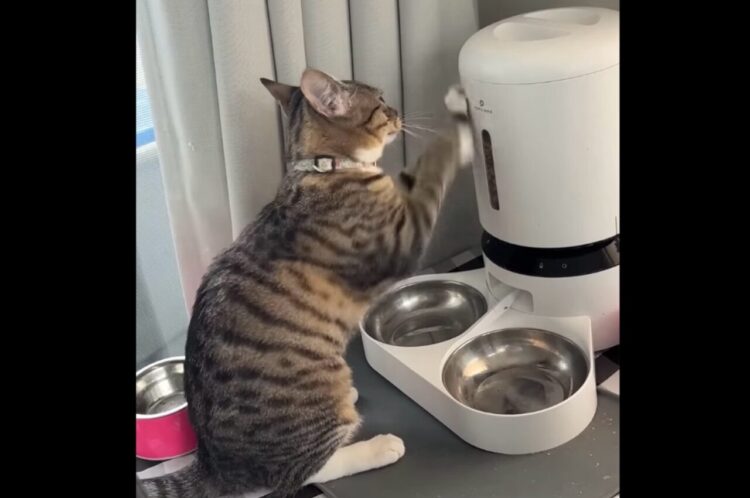 ごはんごはんごはんごはん～！ネコが猛アピールする相手は・・自動給餌器！？【アメリカ・動画】