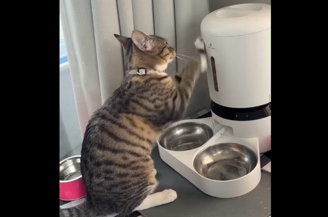 ごはんごはんごはんごはん~!ネコが猛アピールする相手は・・自動給餌器!?【アメリカ・動画】
