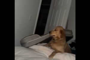 一緒にねんねしたい！飼い主さんのベッドの上に自分のベッドを運び込むゴールデンレトリバー【アメリカ・動画】