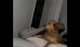 一緒にねんねしたい!飼い主さんのベッドの上に自分のベッドを運び込むゴールデンレトリバー【アメリカ・動画】