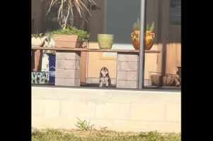 番犬の素質にあふれている！キュートな見た目ながらも家を守ろうとする子犬の警備員【アメリカ・動画】