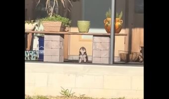 番犬の素質にあふれている！キュートな見た目ながらも家を守ろうとする子犬の警備員【アメリカ・動画】