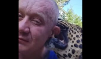 甘噛みしたりペロペロを繰り返す甘えん坊。その正体は、迫力満点なあの猛獣!?【海外・動画】