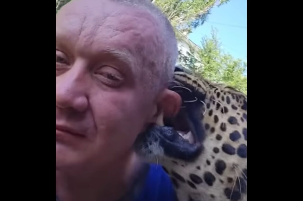 甘噛みしたりペロペロを繰り返す甘えん坊。その正体は、迫力満点なあの猛獣!?【海外・動画】