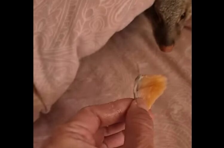 ごはんの香りに誘われてモゾモゾ。布団から出てきたのは・・マングース！？【海外・動画】