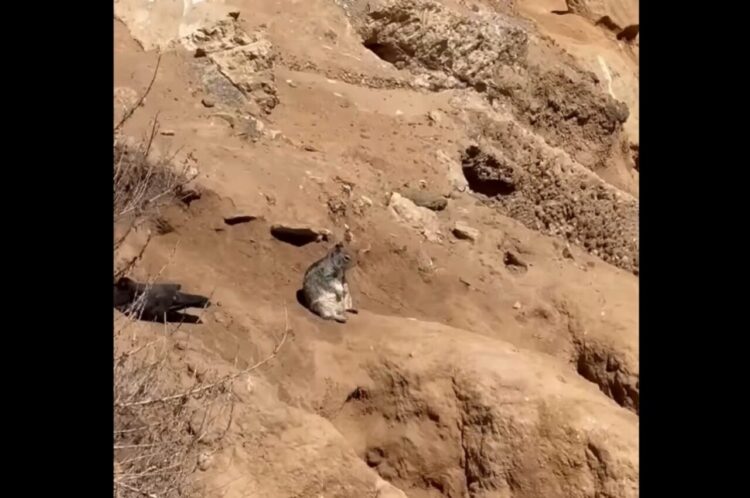 まるで生について深く考えている哲学者みたい。海辺の崖っぷちで黄昏ているのは・・リスだ！？【アメリカ・動画】