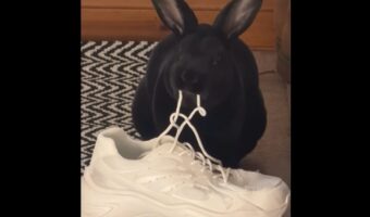 ウサギがもちゃもちゃ。無心でかじり続けているのは・・スニーカーの靴紐！？【海外・動画】