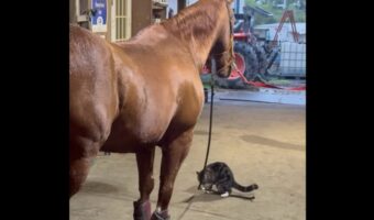 ネコをあやすのはお手のもの！？手綱を揺らして遊んであげる面倒見のいい馬【アメリカ・動画】