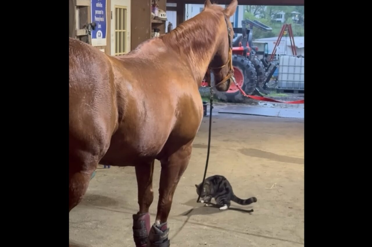 ネコをあやすのはお手のもの!?手綱を揺らして遊んであげる面倒見のいい馬【アメリカ・動画】