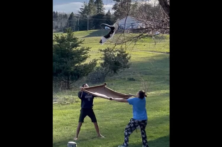 木の下で毛布を広げる人たち。2人の視線の先には・・木から降りられなくなったネコが！【アメリカ・】