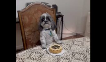 本日の主役!誕生日を迎えた愛犬はバースデーケーキの前でご満悦【アメリカ・動画】
